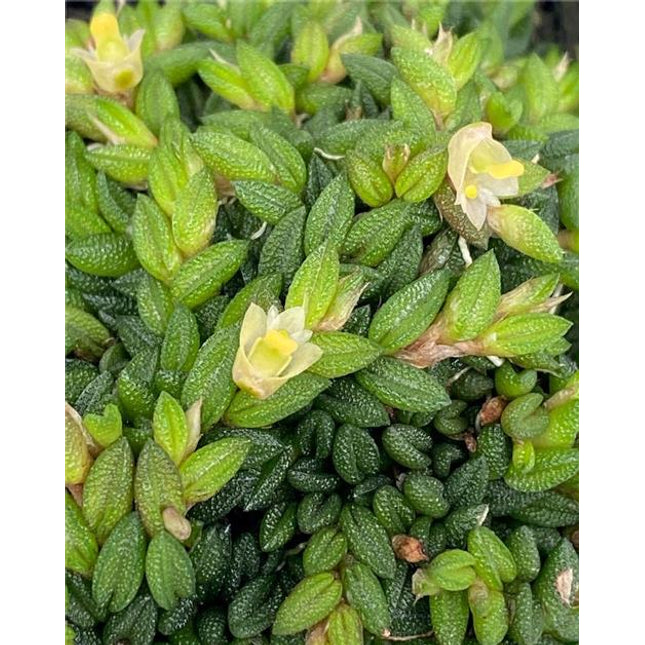 Dockrillia toressae - Orchids for the People