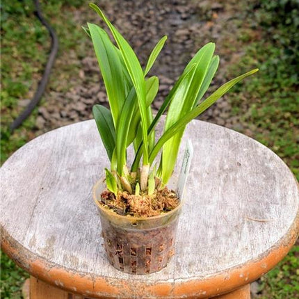 Dracula felix - Orchids for the People