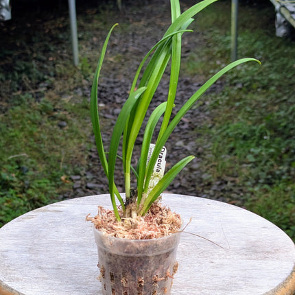 Dracula houtteana - Orchids for the People