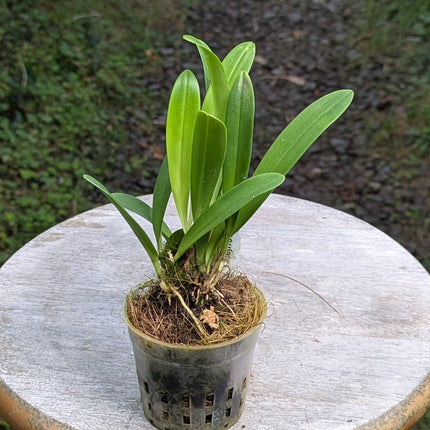 Small potted plant on a stool in a greenhouse setting with rows of plants.