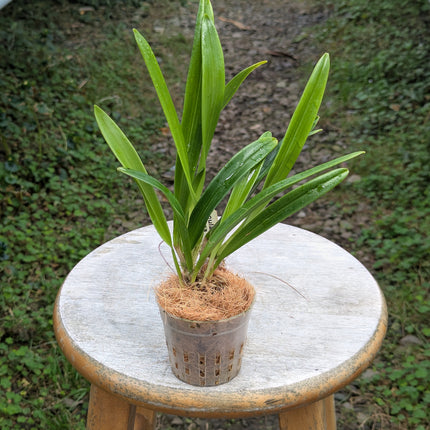 Dracula mantissa - Orchids for the People