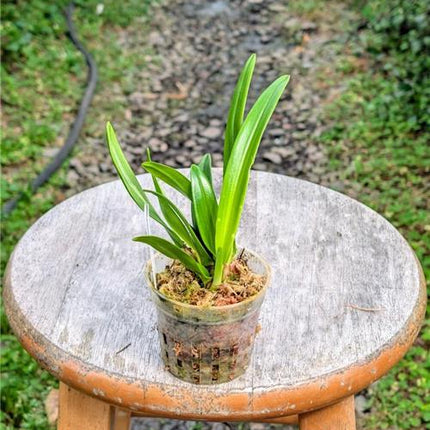 Dracula mantissa - Orchids for the People