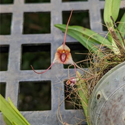 Dracula posadorum - Orchids for the People