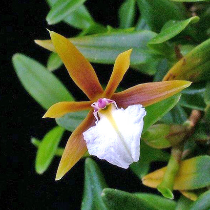 Encyclia polybulbom 'Qball' HCC/AOS - Orchids for the People