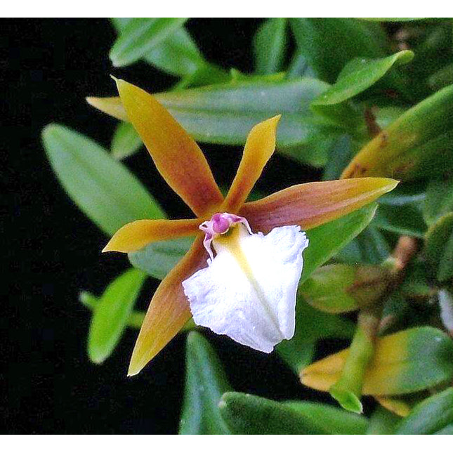 Encyclia polybulbom 'Qball' HCC/AOS - Orchids for the People