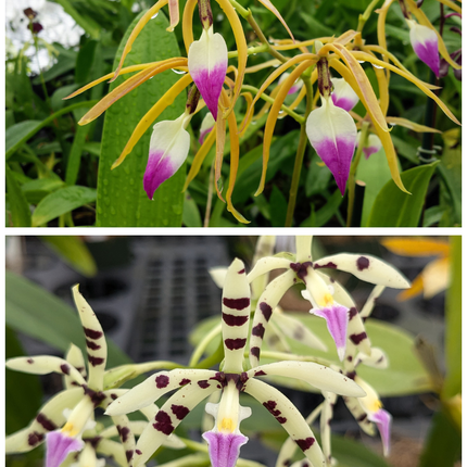 Compot:  Encyclia brassavolae x Panarica prismatocarpa