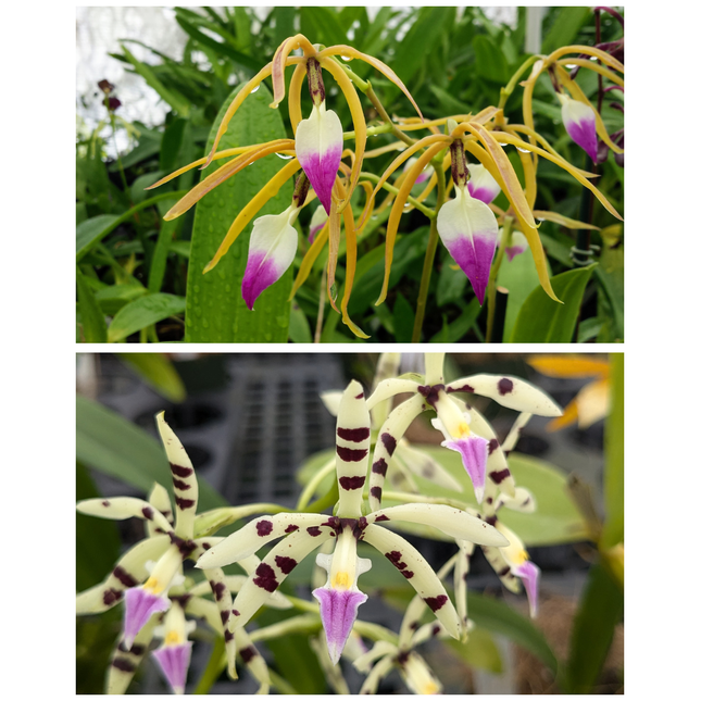Compot:  Encyclia brassavolae x Panarica prismatocarpa