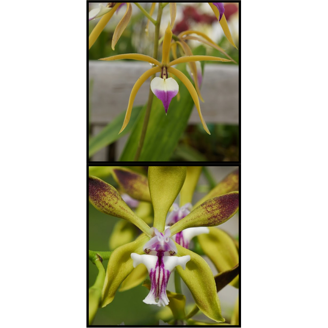 Encyclia (brassavolae x plicata) (01808) - Orchids for the People