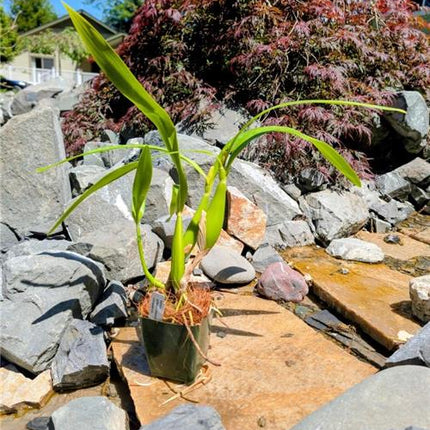 Anacheilium (gilbertoi x radiatum) - Orchids for the People