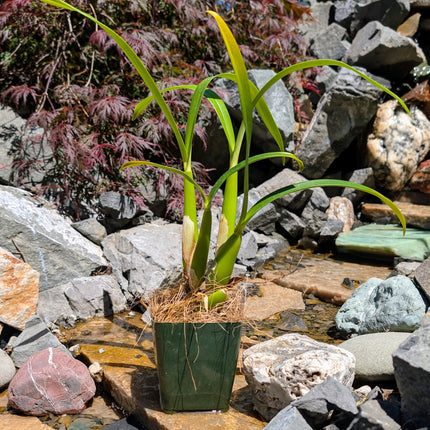 Anacheilium baculus (syn. Encyclia pentotis) - Orchids for the People