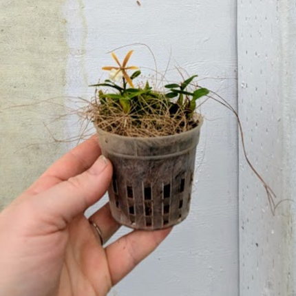 Encyclia polybulbom 'Qball' HCC/AOS - Orchids for the People