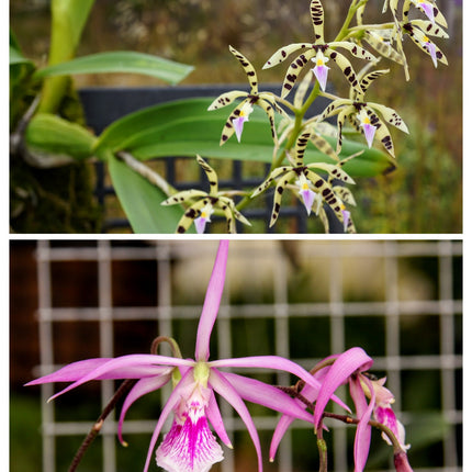 Compot:  Encyclia (prismatocarpa x adenocaula)