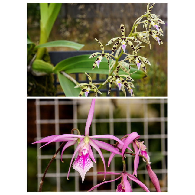 Compot:  Encyclia (prismatocarpa x adenocaula)