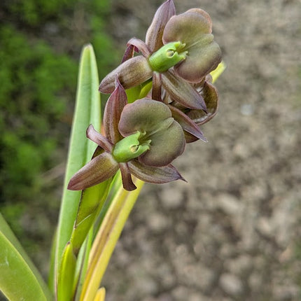 Epidendrum coriifolium  x Encyclia cordigera - Orchids for the People