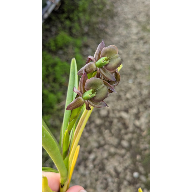 Epidendrum coriifolium  x Encyclia cordigera - Orchids for the People