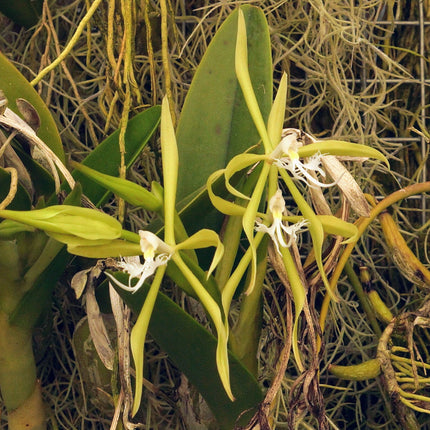 Compot:  Epidendrum ciliare