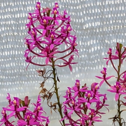 Compot:  Epidendrum (elongatum x calanthum)