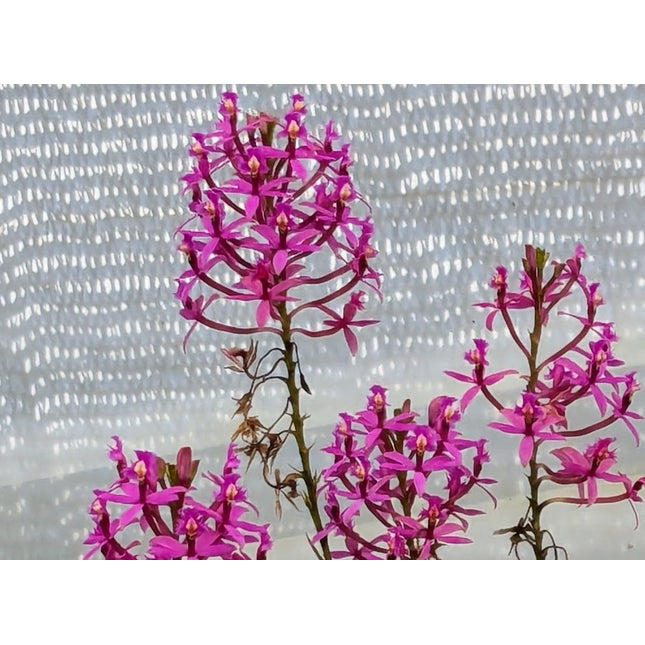 Compot:  Epidendrum (elongatum x calanthum)