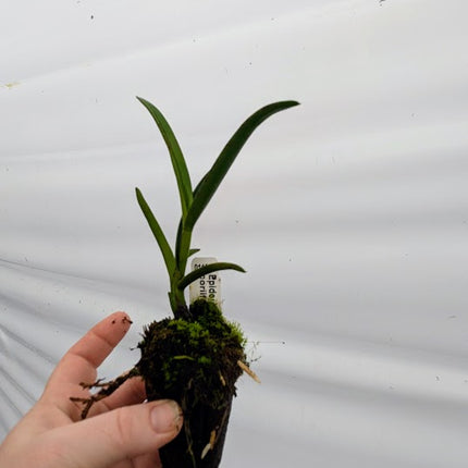 Epidendrum coriifolium (011097) - Orchids for the People