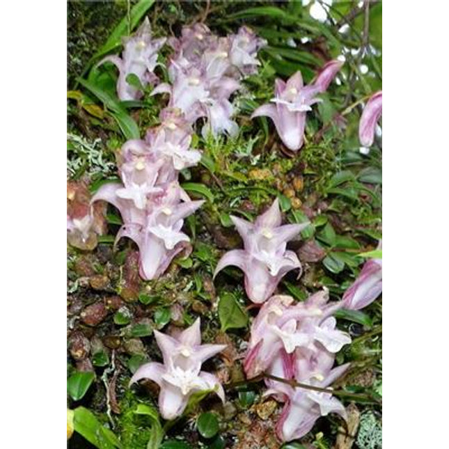 Epigeneium sanseiense (also known as Dendrobium sanseiense) - Orchids for the People