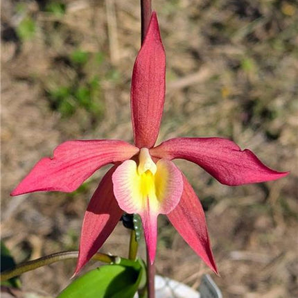 Epicattleya Redwood Sunset - Orchids for the People