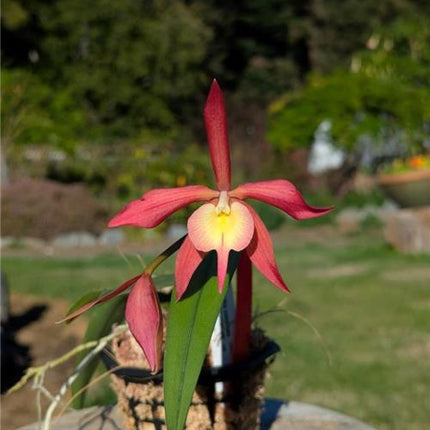 Epicattleya Redwood Sunset - Orchids for the People