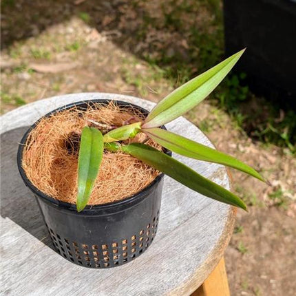 Epicattleya Redwood Sunset - Orchids for the People