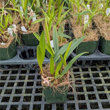 Eria globifera - Orchids for the People