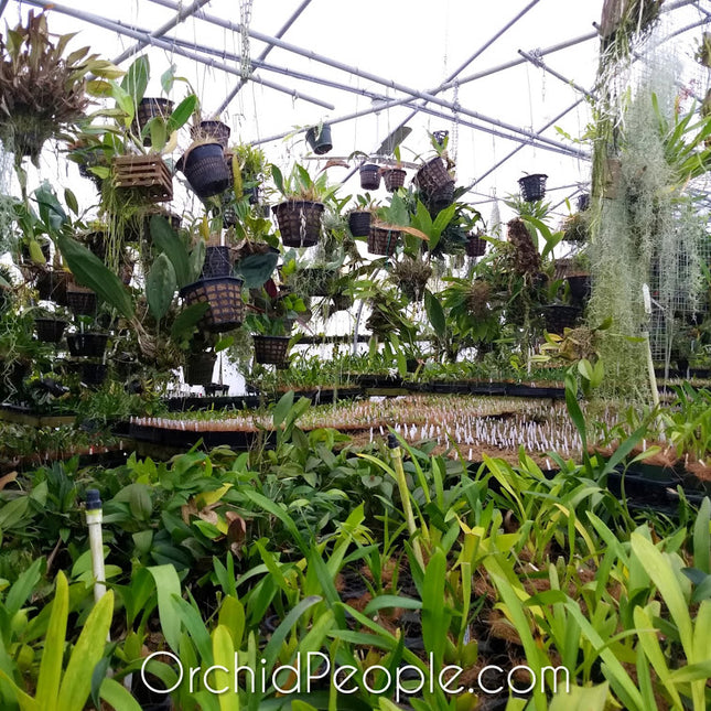 Oncidium Hybrid (No ID) Special - Orchids for the People