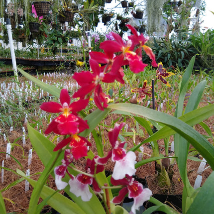 Oncidium Hybrid Special