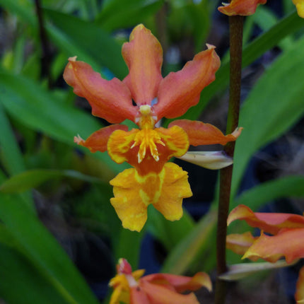 Oncidium Hybrid Special