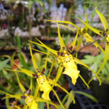 Oncidium Hybrid Special