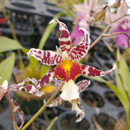 Oncidium Hybrid Special