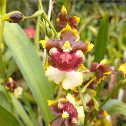 Oncidium Hybrid Special