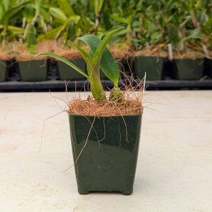 Cattleya Interglossa x Encyclia radiata