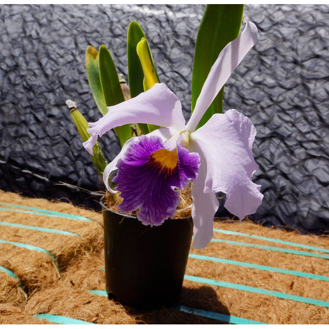 Compot:  LC Canhamiana 'Azure Sky' AM/AOS