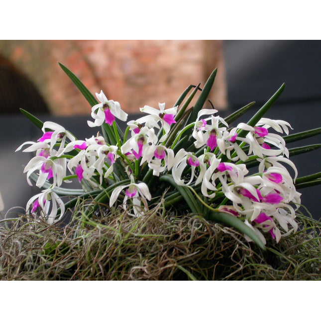 Compot:  Leptotes bicolor