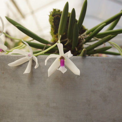 Compot:  Leptotes bicolor