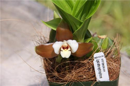 Lycaste xytriophora