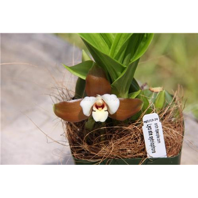 Lycaste xytriophora - Orchids for the People
