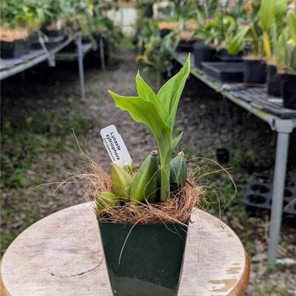 Lycaste xytriophora