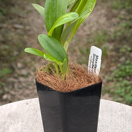 Masdevallia Snowberry - Orchids for the People