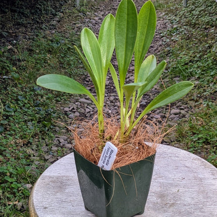 Masdevallia Falcon Sunrise
