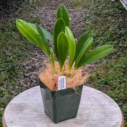 Masdevallia Fuschia Dawn 'Light Pink'