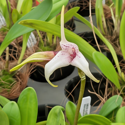 Masdevallia Snowberry
