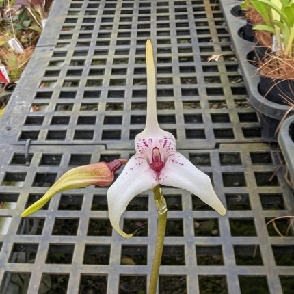 Masdevallia Snowberry