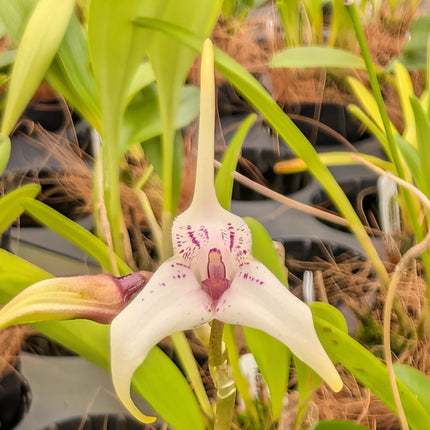 Masdevallia Snowberry