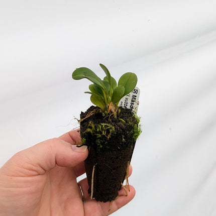 Masdevallia (Xwubbenii x rolfeana '99') (011150) - Orchids for the People