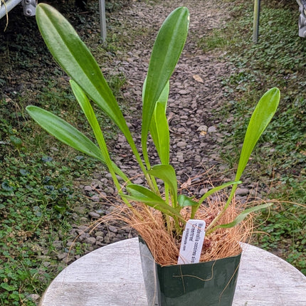 Masdevallia coccinea alba 'Greentree'
