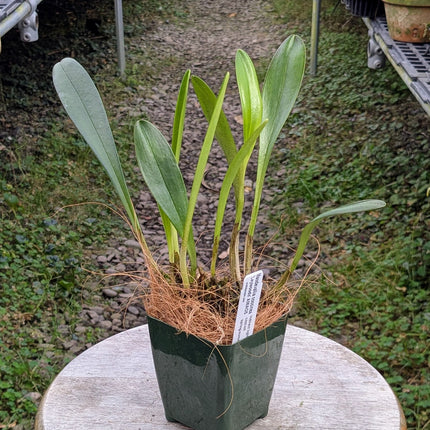 Masdevallia coccinea 'Leywoods'
